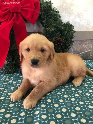 Golden Retriever,Golden Retriever Filhote com Estrutura Perfeita e Jeito Amável
