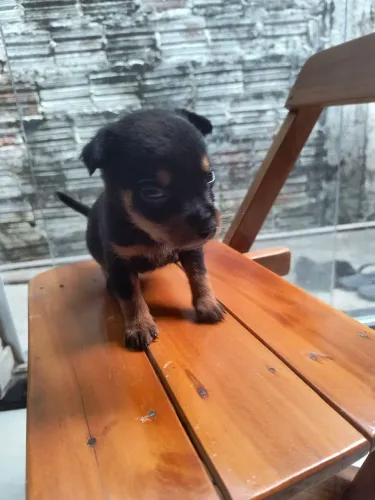 Cachorro ? pinscher misturado com yorkshire