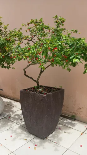 Aceroleira Produzindo Acerola no vaso