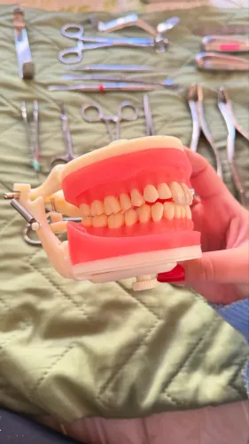 Manequim de dentistica Odontologia
