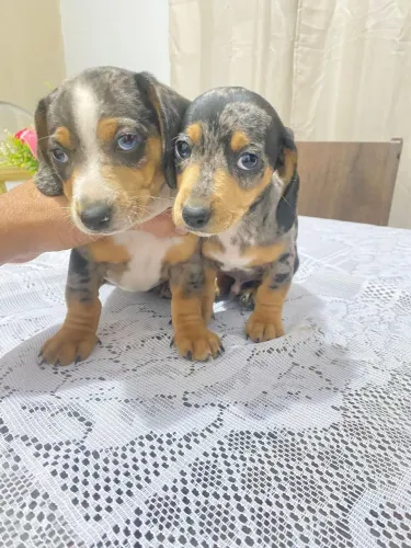 Cachorros  filhote Dachshund Basset teckel Alerquim macho 
