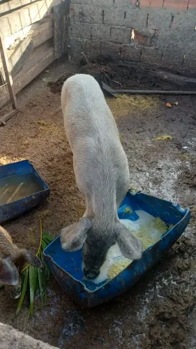 Porca para criar
