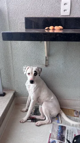 Cachorras dóceis para adoção 
