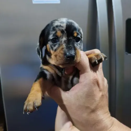 Dachshund