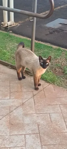 Gato siamês 9 meses adoção
