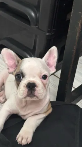 Buldogue francês