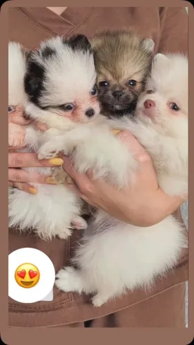DOAÇAO Deseja uma fofura de pelos como flocos de algodão como seu amor por toda a vida