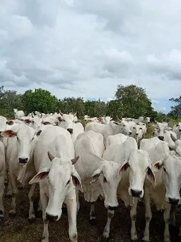 Vaqueiro 