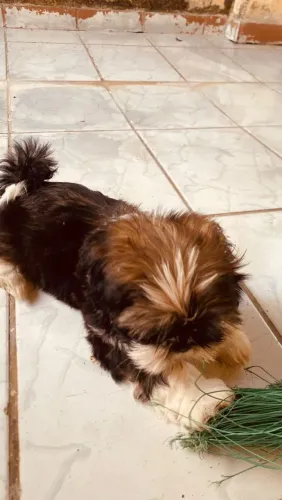 Shitzu fêmea micro, 2 meses, vacinada, vermífugada