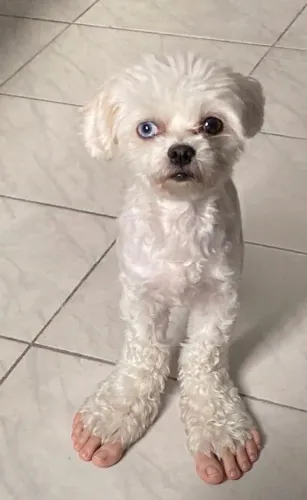 doasse cachorro Filhote