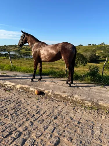 Cavalo