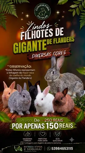 Coelho gigante de Flanders