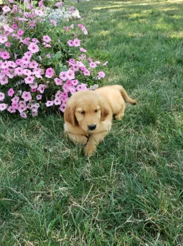 Golden adorável
