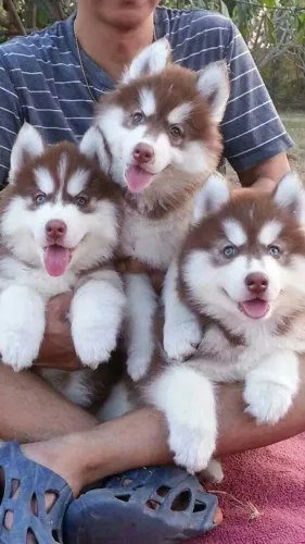 Bebezinho Husky Siberiano com olhos azuis e pelagem de inverno