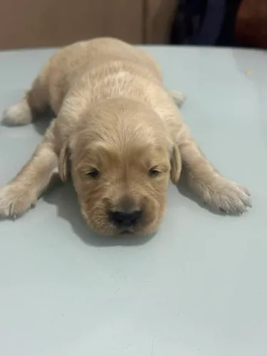 Filhotes Golden Retriever cachorro