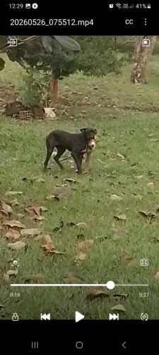 Buldog fêmea