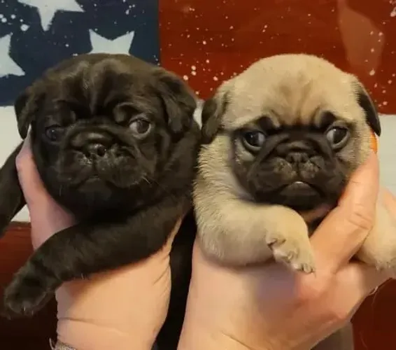 Bebezinho pug com saúde e procedência garantida em contrato
