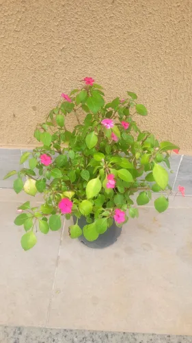 Plantas diversas