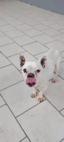 Doa-se bulldog francês