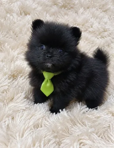 Spitz alemão Black macho anão