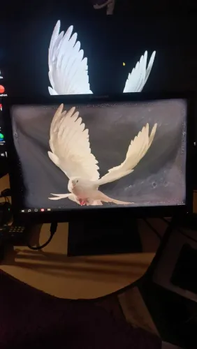 Monitor Usado (com defeito!)