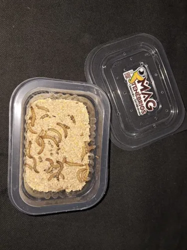 Tenébrios