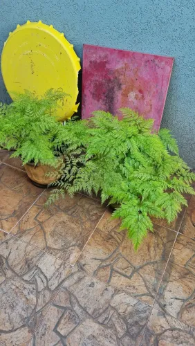 SÃO TRÊS VASOS DE PLANTAS