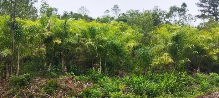 Fazenda Cabloca - 30mil pés de pupunha.