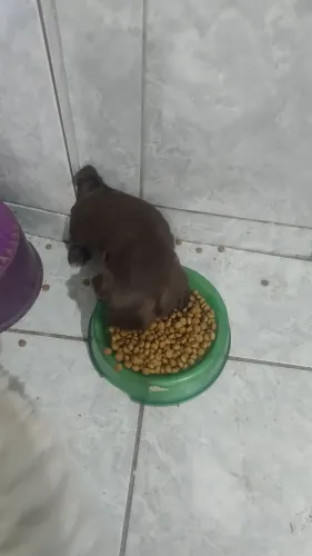 Filhotes de Shih Tzu legítimos a pronta entrega, temos marrom (fígado) R$ 1,300