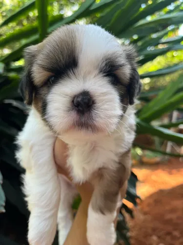 Filhotes de shih tzu fêmea