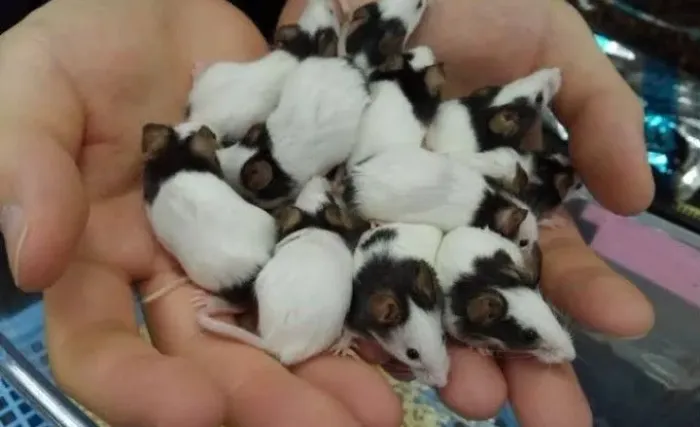 Topolinos puros 
