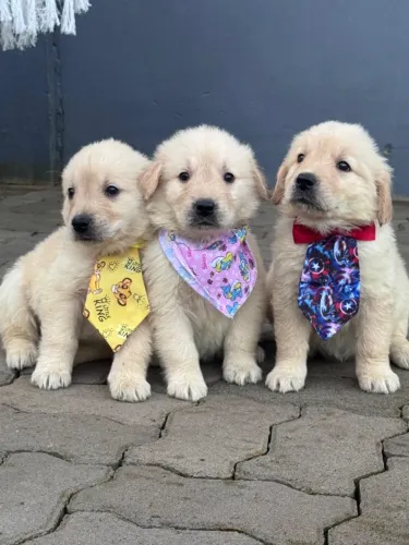 Golden Retriever Lindo