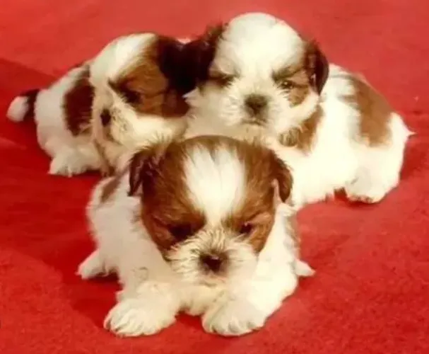 Shihtzu Mini Filhotes Marcação Maravilhosa.