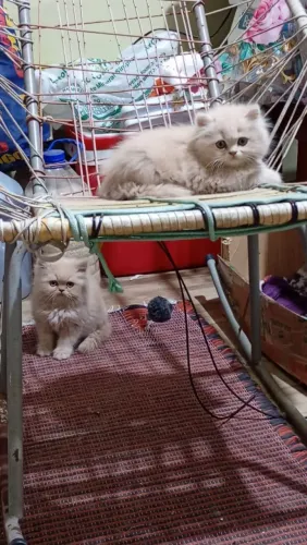 Filhote de gato persa 2 machos