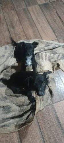 Estou doando dois filhotes 