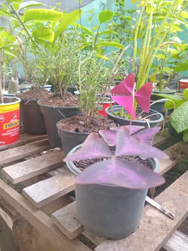 Plantas ornamentais