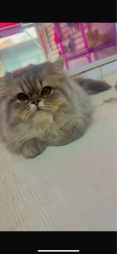 Gata persa adulta 