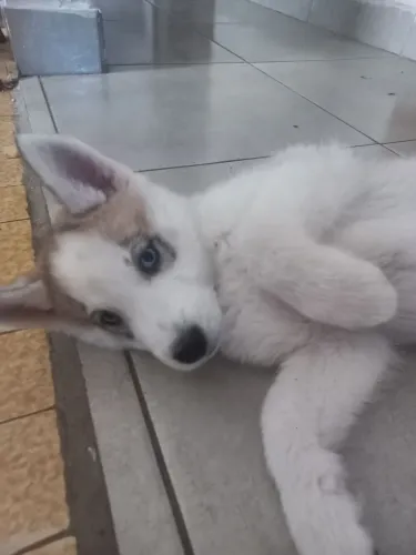 Filhote de husky siberano