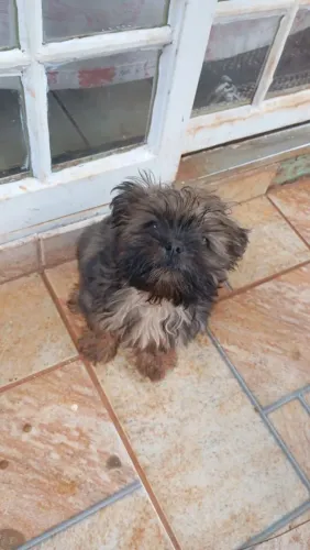 Cachorro 