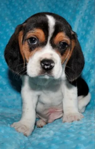 Beagle excelente procedencia