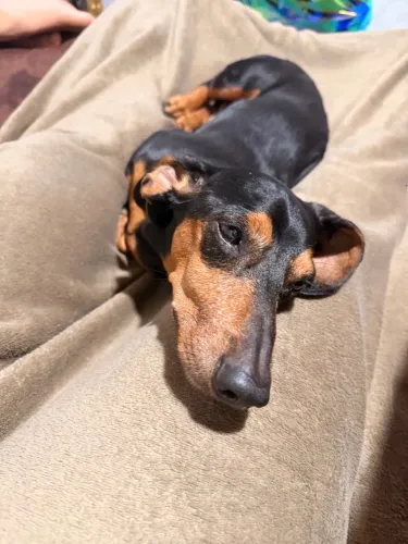 Procuro namorada para cruzar da minha mesma raça daschund (salsichinha)