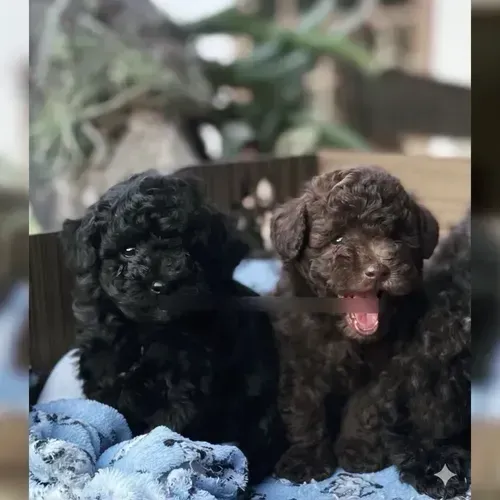 Poodle toy