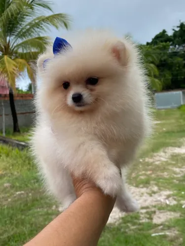 Lulu da pomerania alto padrão