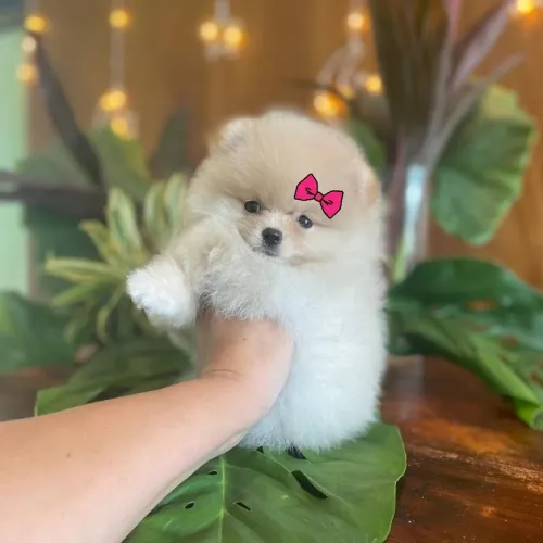 Parece pelúcia, mas não é!!! Lulu da Pomerânia Anões