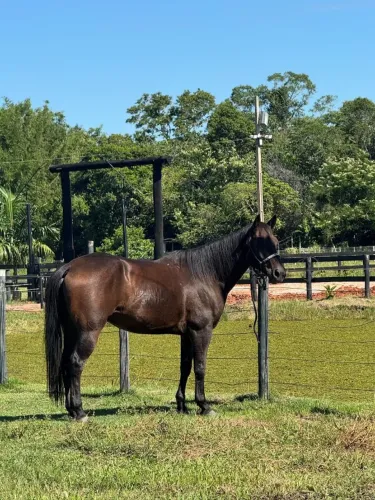 CAVALO QUARTO DE MILHA
