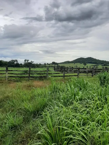 Fazenda à Venda em Montes Claros de Goiás 33,5 Alqueires Toda Formada