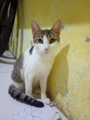 Doação de gato! Dócil 