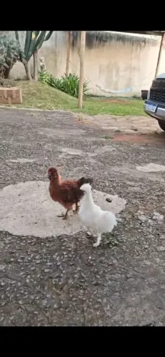 Casal de Sedosas. Galinhas de raça japonesa.