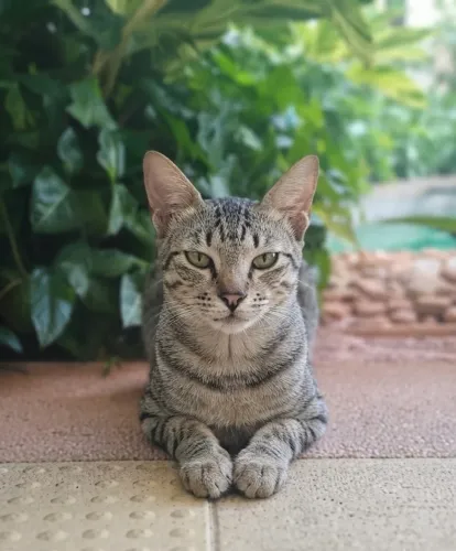 Gatinha para adoção responsável