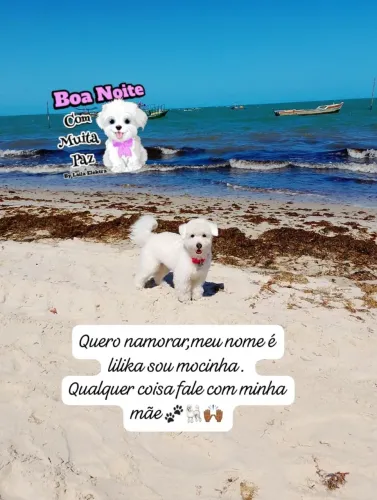 Oi! Meu nome e lilika quero namora